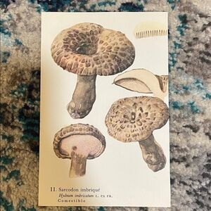 🌹 20 for $20 mushroom vintage print